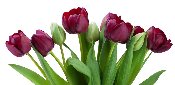 Czerwone tulipany, wiosenne kwiaty png