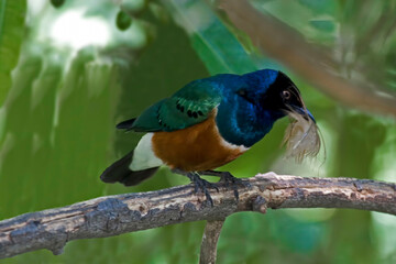 Fototapeta premium Superb Starling, Aplonis magna, perched on a branch