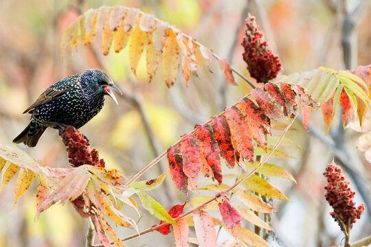 European Starling, Sturnus vulgaris, in a sumac tree
