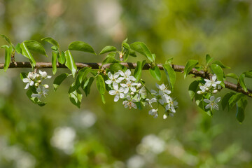 Fototapeta premium Hawthorn blossoms on branch with green blurred background