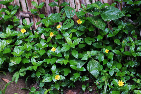 Blooming fresh yellow Wedelia trilobata flowers in tropical garden