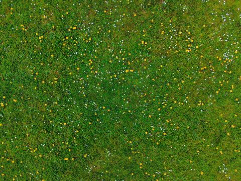 Aerial View of Green Grass Field with Wildflowers and Dandelions Background Texture