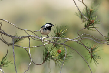 Carbonero garrapinos (Periparus ater) posado en una rama de pino, Sierra de Mariola, España © Diego Cano Cabanes