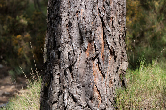 Detalle de la textura de la corteza de un pino en el bosque mediterr&aacute;neo, Espa&ntilde;a
