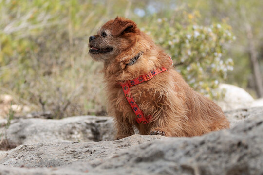 Retrato de perro de compa&ntilde;&iacute;a mestizo con arn&eacute;s rojo en excursi&oacute;n por la naturaleza, Alcoy, Espa&ntilde;a