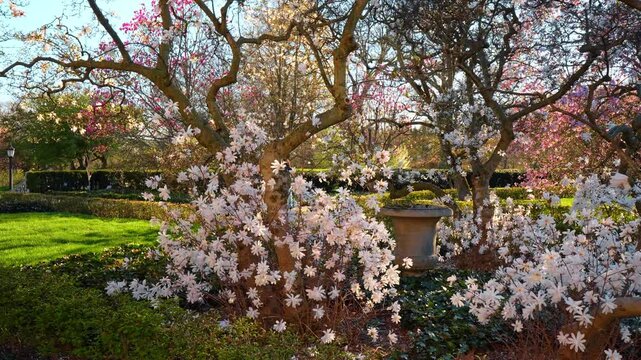 Star magnolia trees blooming in New York Botanical Garden. White star magnolia blossoms on gnarled trees with stone urn and green lawn in public garden during spring sunset.