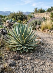 Fototapeta premium Generated AI: Majestic Agave Plant in a Rugged Desert Landscape with Mountain Background