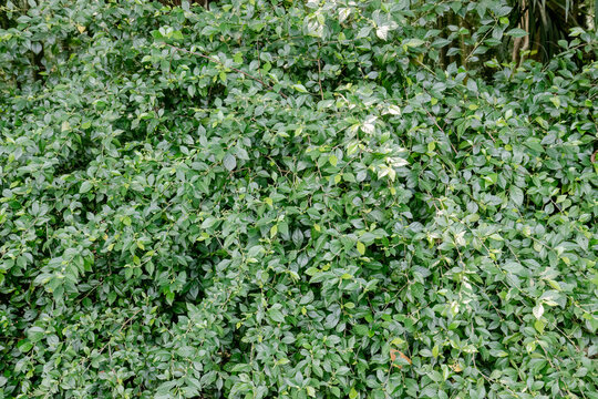 Compact leafy mass creates seamless natural texture for backgrounds. Dense shrub surface supports botanical pattern commercial use. Green groundcover foliage fits eco wallpaper branding visuals