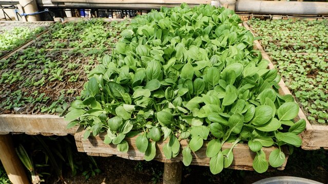 Rows of fresh green pak choi (bok choy) seedlings growing in wooden nursery trays. A high-quality image of organic vegetable farming, sustainable agriculture, and healthy food production.