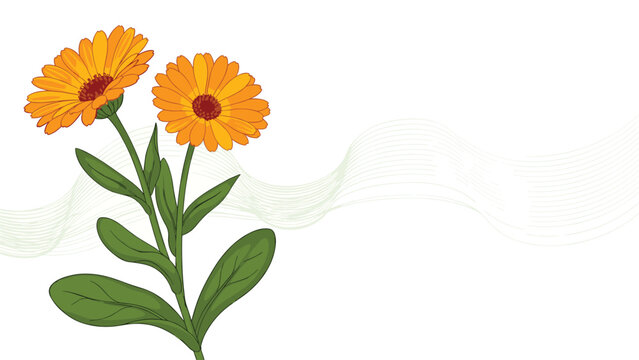 Two bright orange calendula marigold flowers with detailed petals and green leaves on a white background with wavy lines.