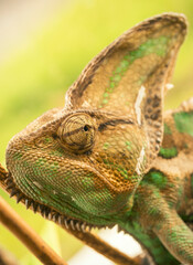 Portrait of a veiled chameleon on a branch with warm sunlight. © Krajcir
