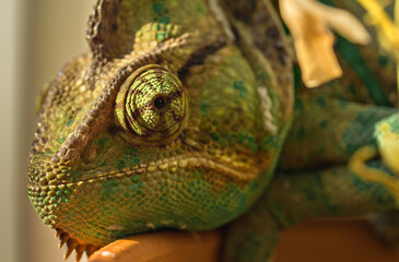 Close-up portrait of a veiled chameleon looking at the camera. © Krajcir