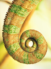 Close-up of a curled chameleon tail showing spiral shape and skin texture. © Krajcir