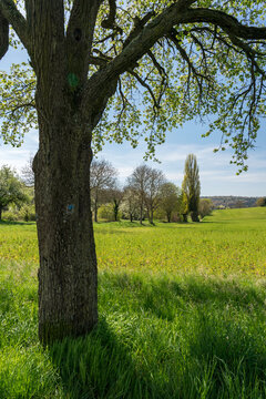Kernobstallee bei Bruchsal im Fr&uuml;hling
