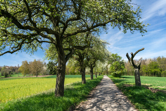 Kernobstallee bei Bruchsal im Fr&uuml;hling
