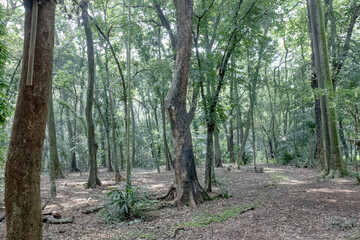 Fototapeta premium Airy woodland clearing with tall trunks and textured forest floor. Quiet tropical grove featuring open ground beneath mature trees. Natural reserve scene suited for ecology and travel concepts