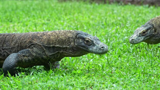 Two komodo dragons walking on grass with tongues flicking