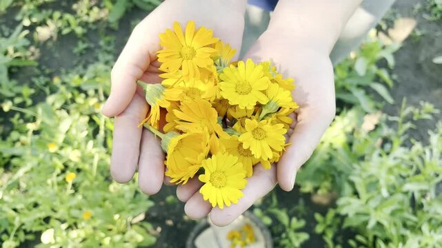 Woman Collecting Calendula Flowers in the Garden	
