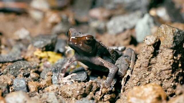 Curious horned marsupial frog, also known as Gastrotheca cornuta, sitting on the ground in a Costa Rican rainforest and opening its mouth