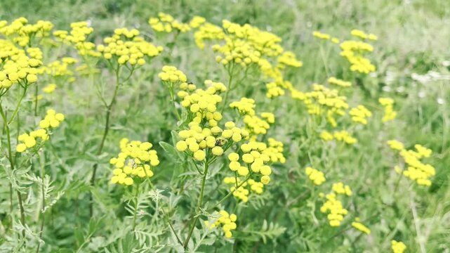 Tansy Flowers Growing on the Meadow	
