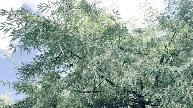 Loch ordinary (Elaeagnus angustifolia L., wild olive tree, djidda, jide, pshat, igda)	