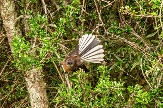 Fantail displaying its magnificent tail