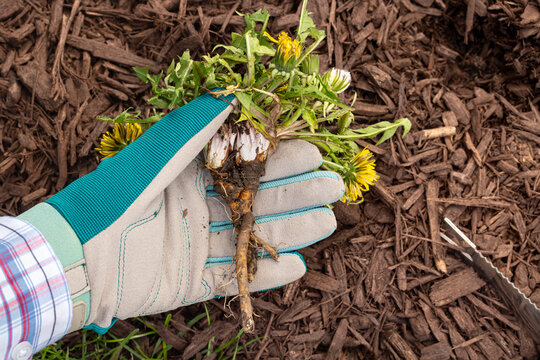 Dandelion root exposed after pulling by hand. Lawncare, gardening and plant root system concept.