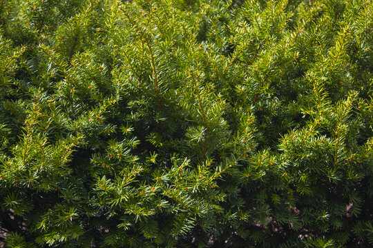Taxus baccata close up. Green branches of yew tree(Taxus baccata, English yew