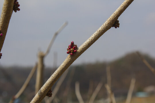 Chinese redbud