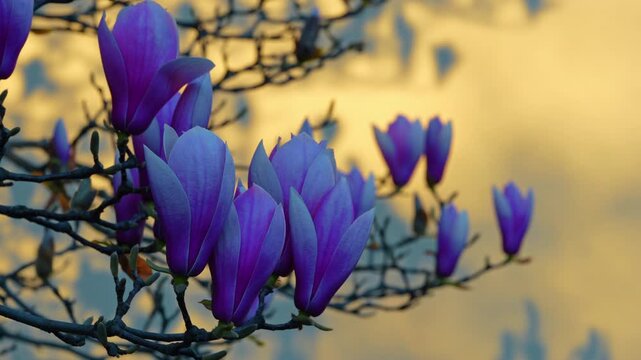 Purple magnolia blossoms with warm sunset light and blurred background. Side view of purple magnolia flowers blooming with golden hour lighting and tree silhouettes in the background.