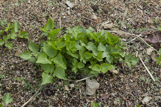These are Water dropworts sprouts that come out in the spring.