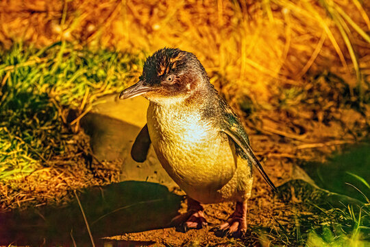 blue penguin coming home at night