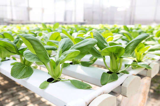 Pak Choi or Bok choy from Hydroponic farming, organic vegetable farming, healthy food concept