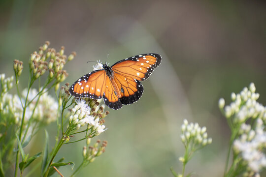 Queen butterfly (Danaus gilippus) pollinating a plant called chilca de olor, in an ecological reserve called Esteros del Iber&aacute;