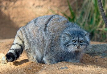 Pallas's cat © Hana