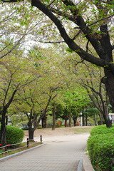 Obraz premium Peaceful walkway in a city park surrounded by fresh green trees