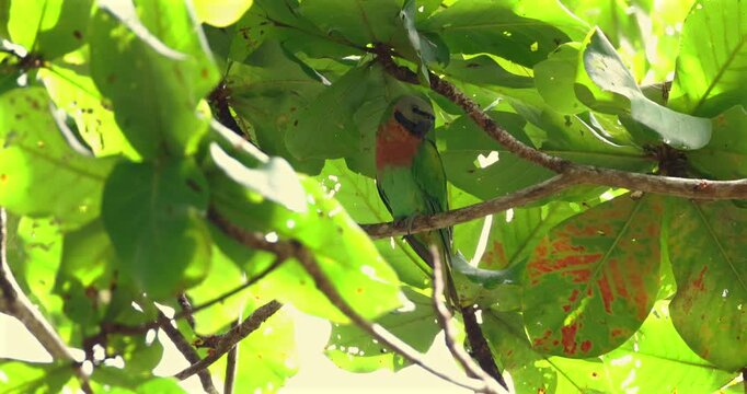 Red-breasted parakeet Psittacula alexandri sitting on branch under green leaves in tropical jungle, natural bird behavior in wild habitat.