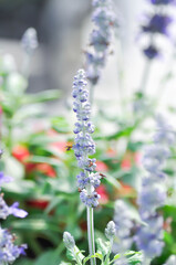 Obraz premium Blue Salvia, Mealy Cap Sage or Salvia farinacea Benth or Salvia farinacea or Salvia sp or Lamiaceae or purple flower