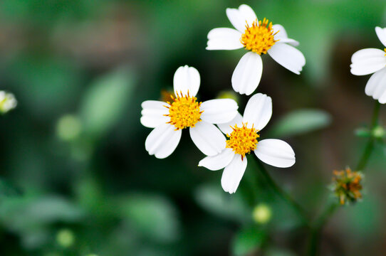 Bidens alba , Butterfly needles or Common beggarticks or Hairy beggarticks or Romerillo or Shepherds needles or Spanish needles or weed