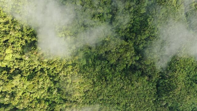 Aerial view of lush green forest partially covered by drifting clouds in Banaue, Philippines. Serene natural landscape with mist and dense tropical vegetation.
