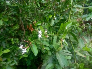 Obraz premium Beautiful white flowers and green leaves on a bush in a garden or park outdoors