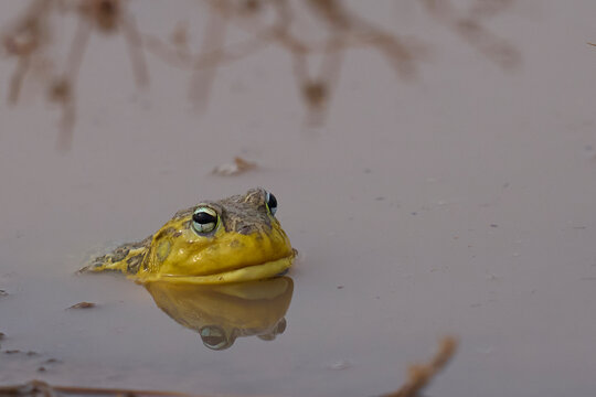 African bullfrog (Pyxicephalus adspersus) in a shallow pool of water created by the onset of the rainy season in South Luangwa National Park, Zambia