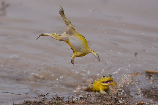 Male African Bullfrogs (Pyxicephalus adspersus) fighting for mating rights in a shallow pool of water created by the onset of the rainy season in South Luangwa National Park, Zambia