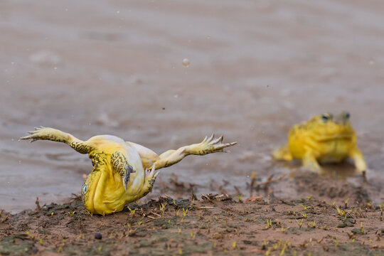 Male African Bullfrogs (Pyxicephalus adspersus) fighting for mating rights in a shallow pool of water created by the onset of the rainy season in South Luangwa National Park, Zambia