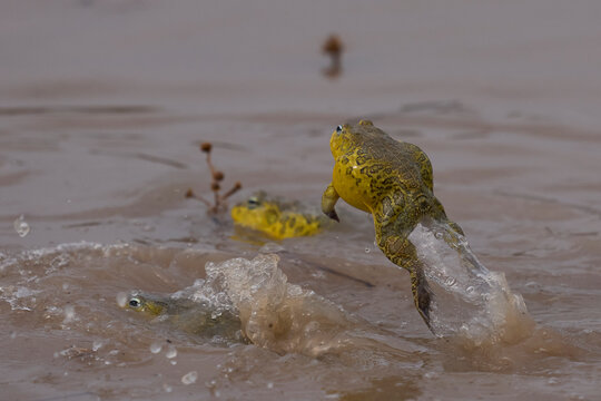 Male African Bullfrogs (Pyxicephalus adspersus) fighting for mating rights in a shallow pool of water created by the onset of the rainy season in South Luangwa National Park, Zambia