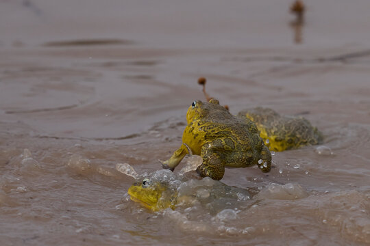 Male African Bullfrogs (Pyxicephalus adspersus) fighting for mating rights in a shallow pool of water created by the onset of the rainy season in South Luangwa National Park, Zambia