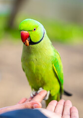 Naklejka premium Rose Ringed Parakeet Perched on Hand in London Park Wildlife Close Up