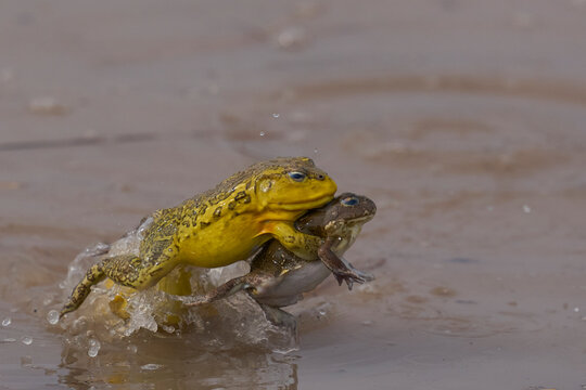 Male African Bullfrog (Pyxicephalus adspersus) mating with a part submerged female in a shallow pool of water created by the onset of the rainy season in South Luangwa National Park, Zambia
