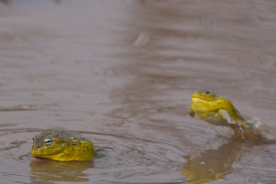 Male African Bullfrogs (Pyxicephalus adspersus) fighting for mating rights in a shallow pool of water created by the onset of the rainy season in South Luangwa National Park, Zambia