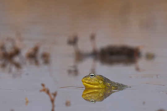 African bullfrog (Pyxicephalus adspersus) in a shallow pool of water created by the onset of the rainy season in South Luangwa National Park, Zambia